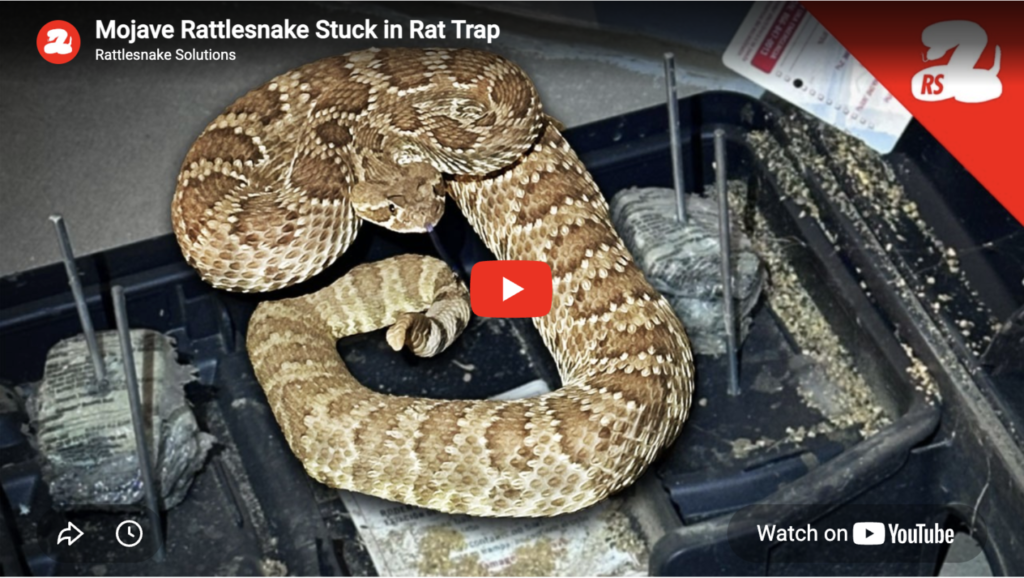 Mojave Rattlesnake Stuck in Rat Trap